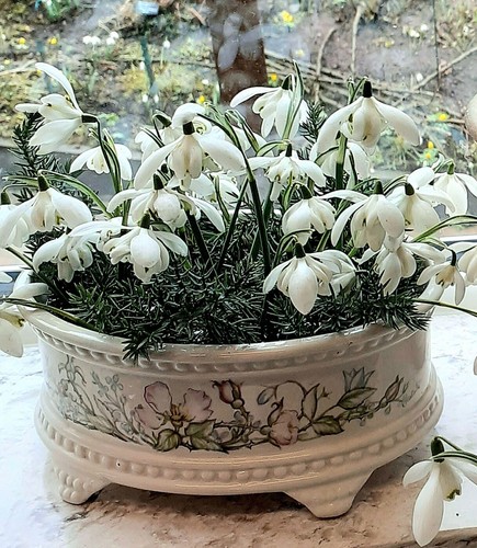 100 double snowdrops - ×double,