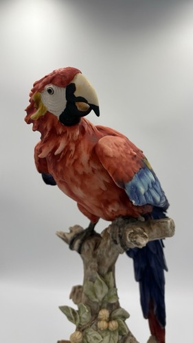 Giuseppe armani macaw - giuseppe,