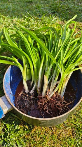 15x three cornered garlic - 15x, three-cornered