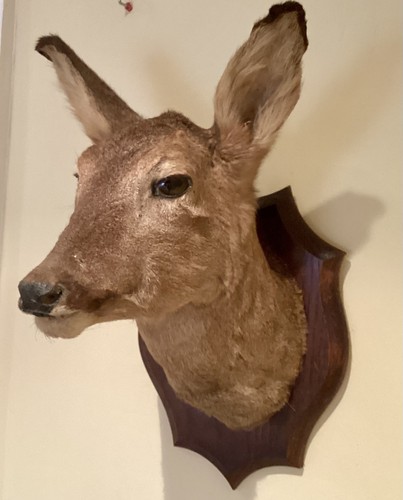 Taxidermy gentle doe deer - gentle,