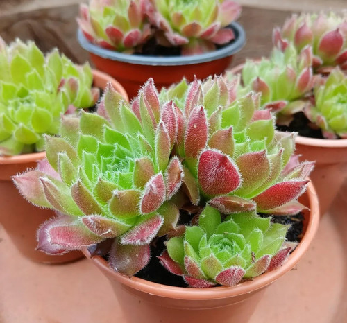 Sempervivum frothy coffee - frothy,