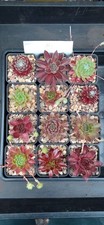 12 x Named Sempervivum Alpine