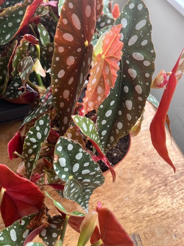 Begonia maculata silver spot - silver,