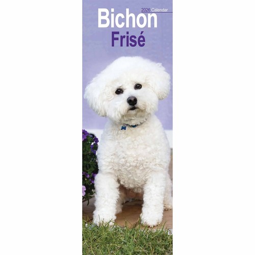 Bichon frisé slim calendar - frisé,