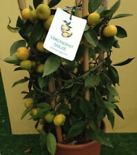 SWEET LEMON / Citrus limetta 10 FRESH SEEDS+ GIFT