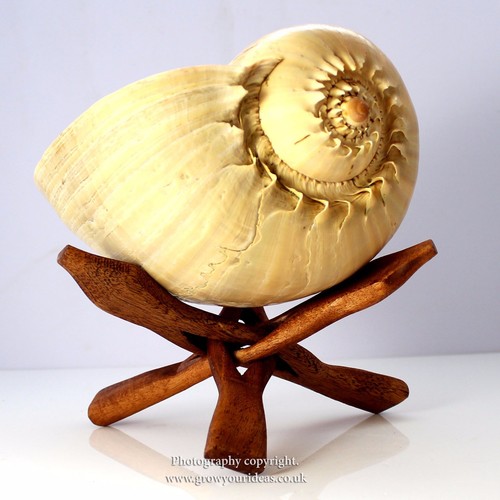 Wooden tripod display stand