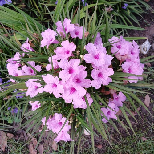 Dwarf pink mexican petunia - pink,
