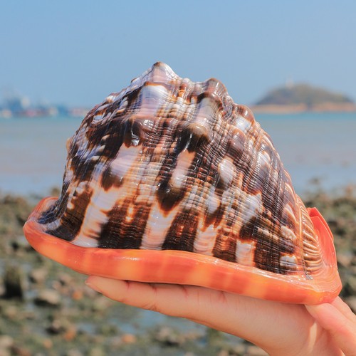 Natural rubeta conch shell sea - natural,