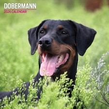 Doberman 2026 Traditional Calendar