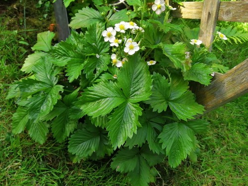 Alpine strawberry plants - alpine,