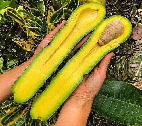 Long neck avocado grafted tree - avocado,