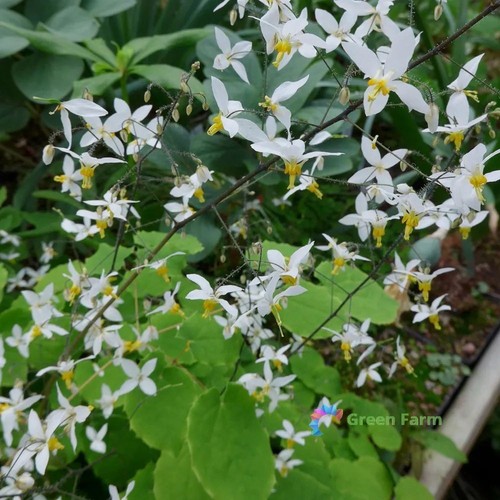 100 seeds epimedium - 100,