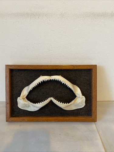 Genuine shark jaws teeth from - genuine,
