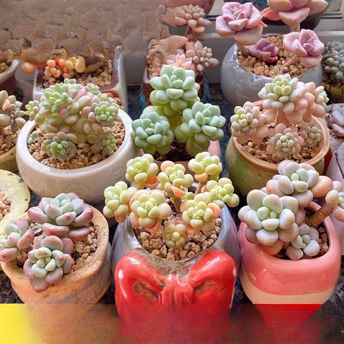 100pcs mixed colorful - 100pcs,