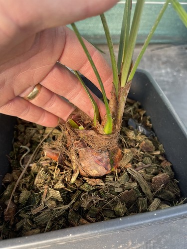 Trachycarpus wagnerianus - , x