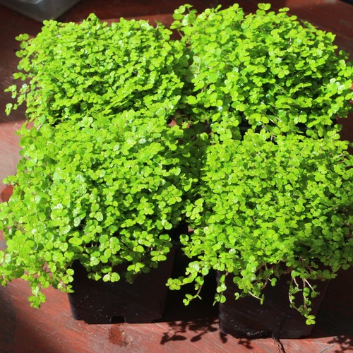 Baby tears plants - ,