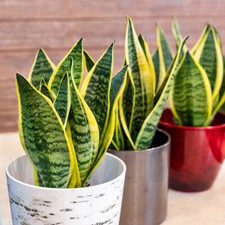 Snake Plant, Golden Flame