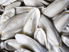 Cuttlefish large 15-18 cms x4