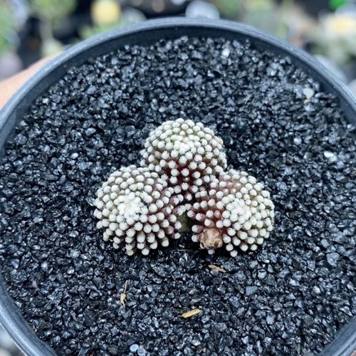 3cm succulent cactus - 2-3cm,