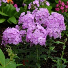 Phlox panticulata plant 1l - panticulata, in