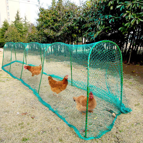 Chicken tunnel coop - chicken,