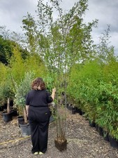 Fargesia Winter Joy Clumping