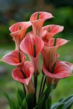 Calla lily Holland Imported