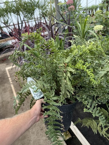 Large fern plant pot - 7.5l,