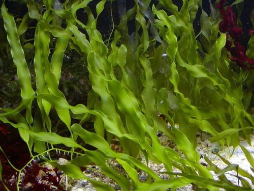 Caulerpa prolifera macro algae - caulerpa,