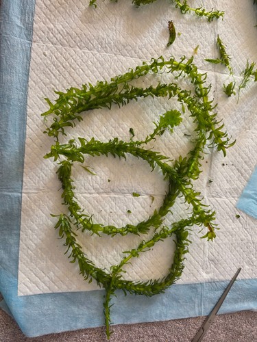 Elodea densa aquarium - elodea, plants
