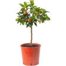 Assorted Indoor Citrus Trees