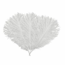 Premium Beautiful Ostrich