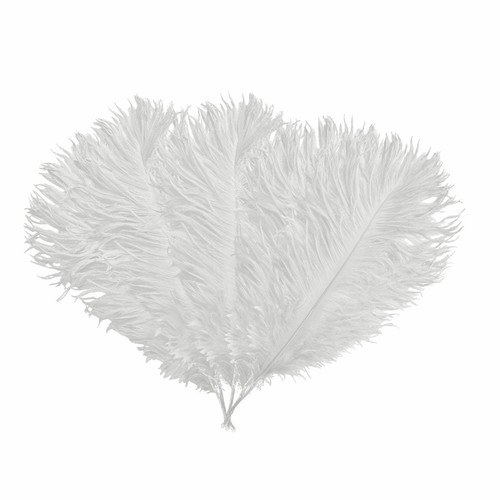 Premium beautiful ostrich - premium,