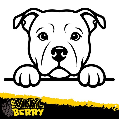 Cute staffy staffordshire - staffy, bull