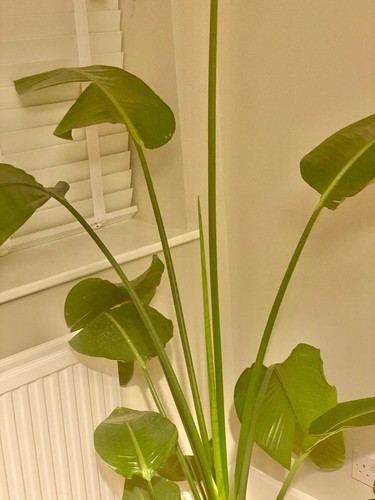 White bird paradise plant - of,