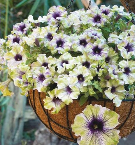 Petunia amazonia plum cockatoo - plum,