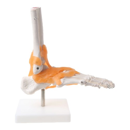 Human skeleton - 1:, 1