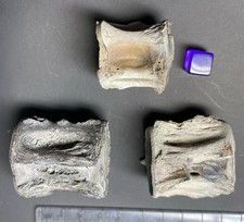 Three Large Fossil Fish Vertebrae from the Miocene of Lee Creek, N Carolina USA