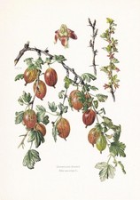 1960 EUROPEAN GOOSEBERRY Print - Botanical Wall Art - Vintage - 7.5 x 10.6 Inch
