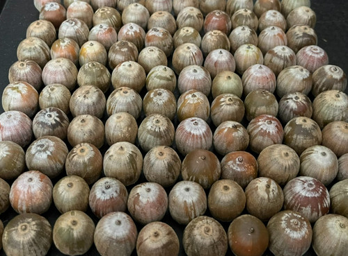 100 red oak acorns - 100,