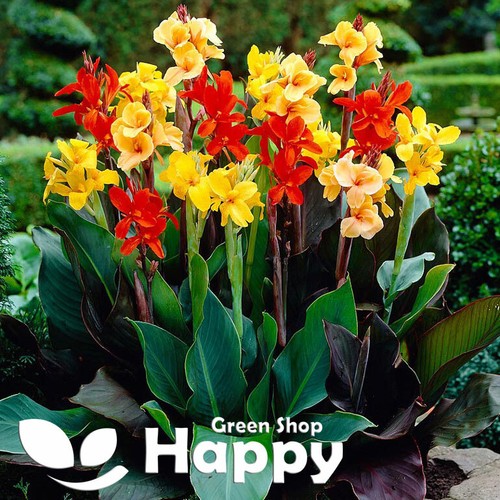 Canna indica seeds - 8,