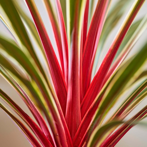 Cordyline magic star cabbage - cordyline,