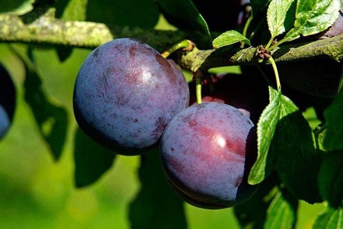Victoria plum tree - 1,