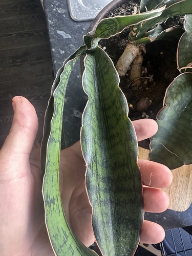 Sansevieria cleopatra - sansevieria,