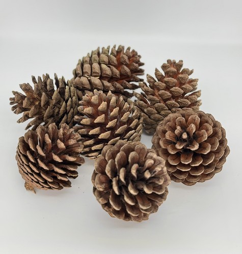 14 pieces martime - cm, 13-14