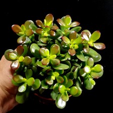 Jade Money Plant Crassula Minor Succulent in 12 cm pot