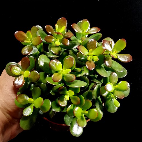 Jade money plant - plant, crassula