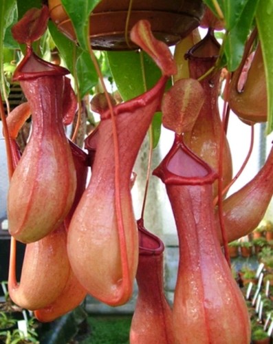 Nepenthes pitcher ventrata - nepenthes,