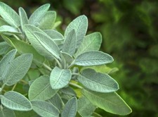 Fresh Sage Plant (Salvia officinalis) 10cm pot.Herb for Cooking, Tea & Wellness