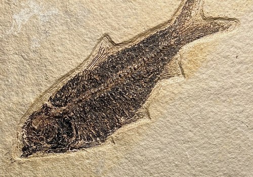 Larger fossil fish - , on